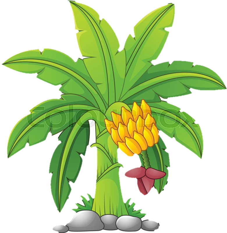 Cartoon Banana Tree With Fruit Cluster PNG