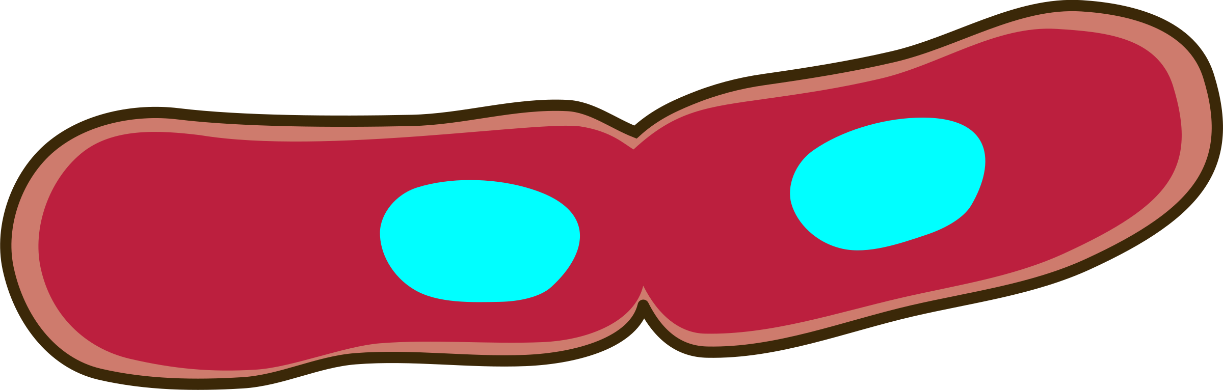 Cartoon Binary Fission Bacteria PNG