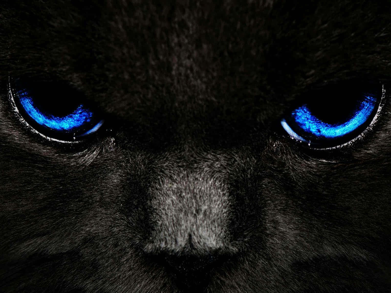 Gatode Dibujos Animados Aterrador Con Ojos Azules Brillantes. Fondo de pantalla
