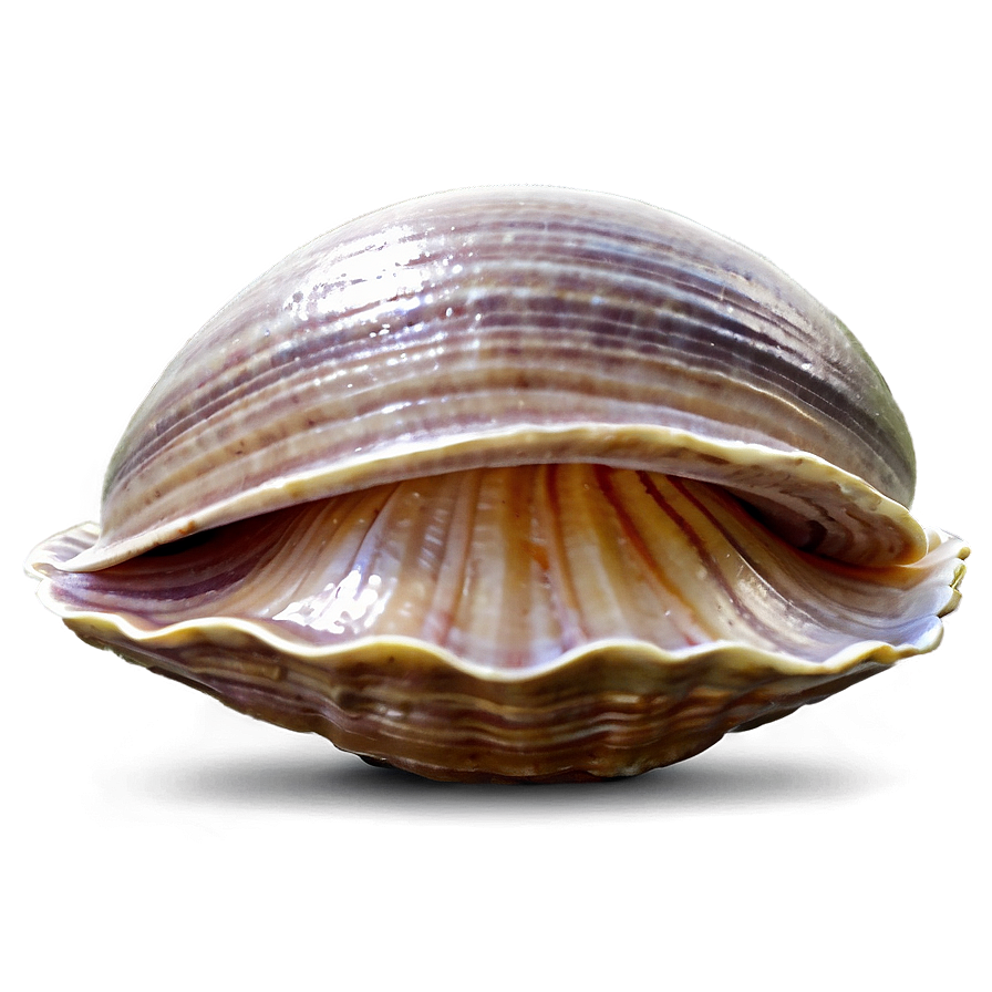 Download Cartoon Clam Png Nxm16 | Wallpapers.com