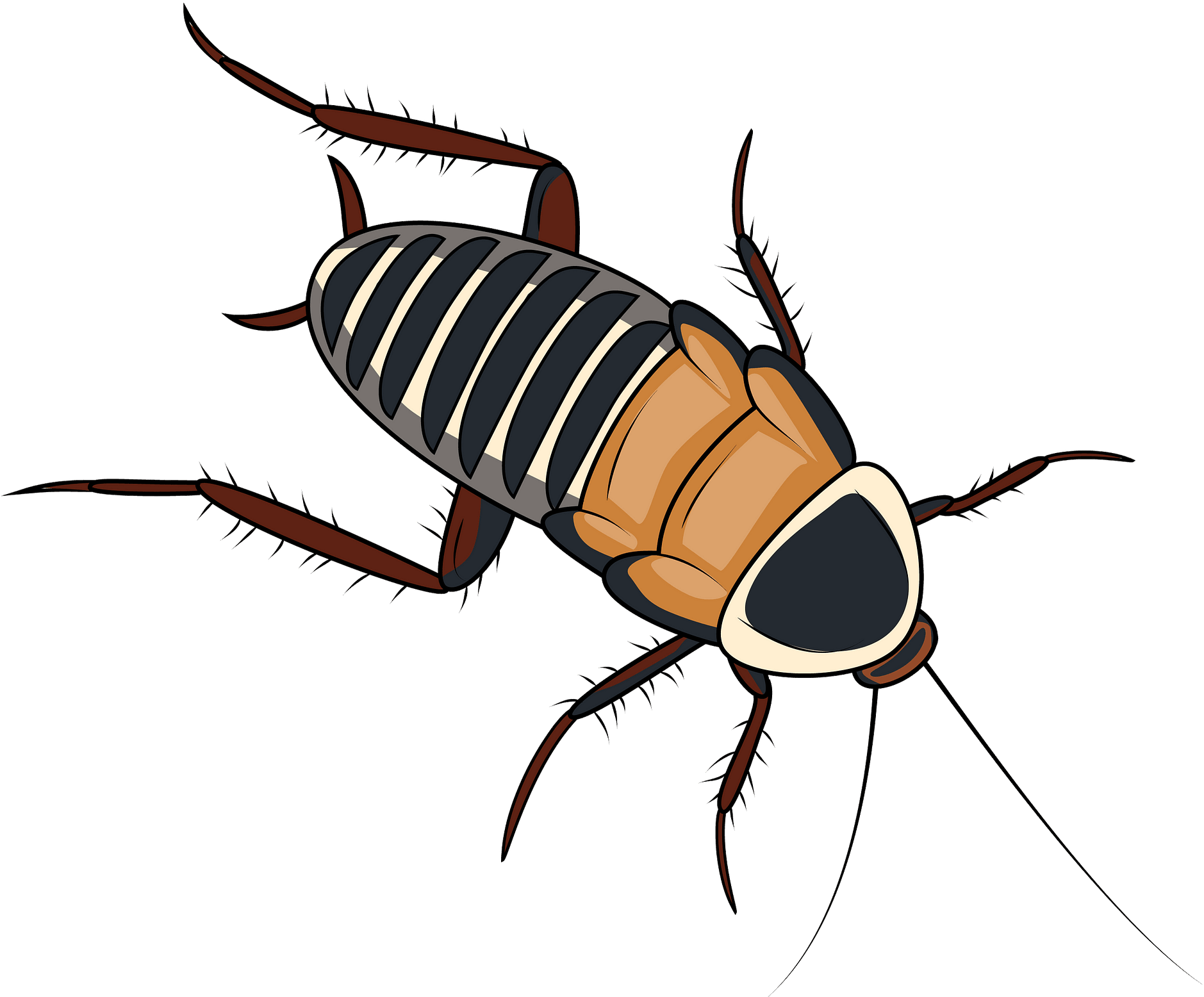 Cartoon Cockroach Illustration PNG