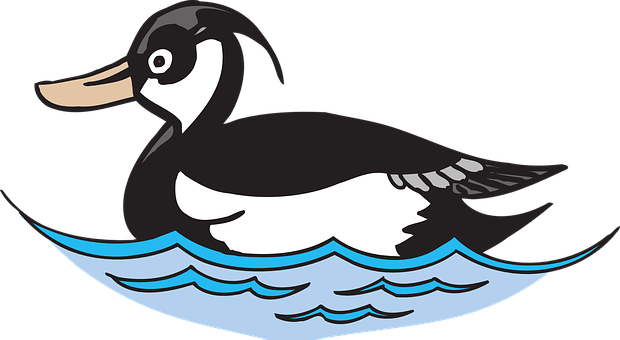 Cartoon Duck Swimming Water PNG