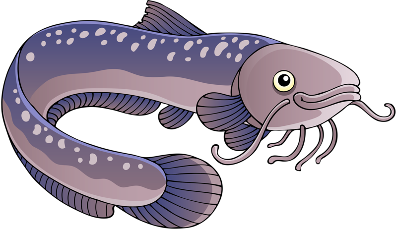 Cartoon Eel Illustration PNG