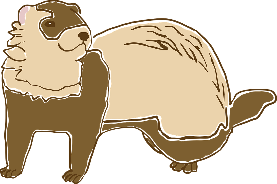 Cartoon Ferret Standing PNG