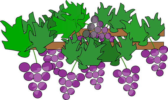 Cartoon Grapevine Cluster PNG