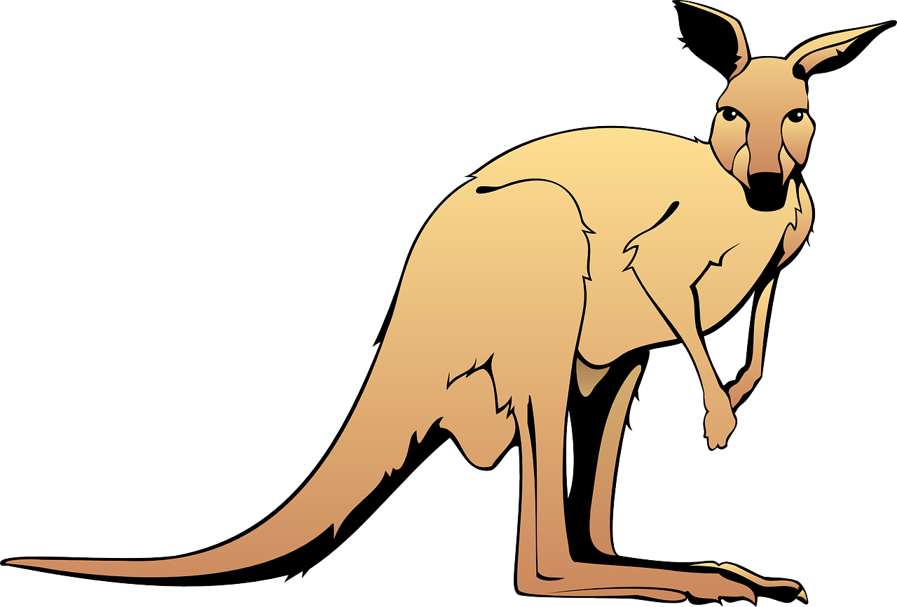 Cartoon Kangaroo Graphic PNG