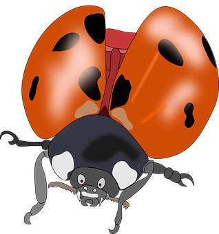 Cartoon Ladybug Illustration PNG