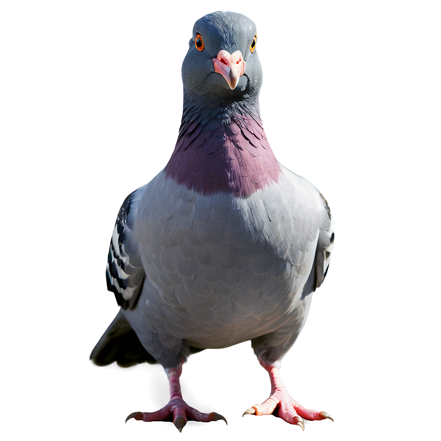 Download Cartoon Pigeon Png Xht38 | Wallpapers.com