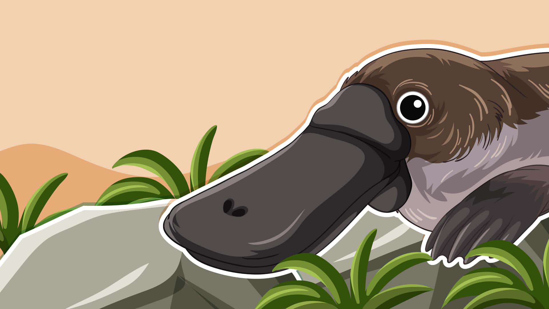 Cartoon Platypus Illustration Wallpaper