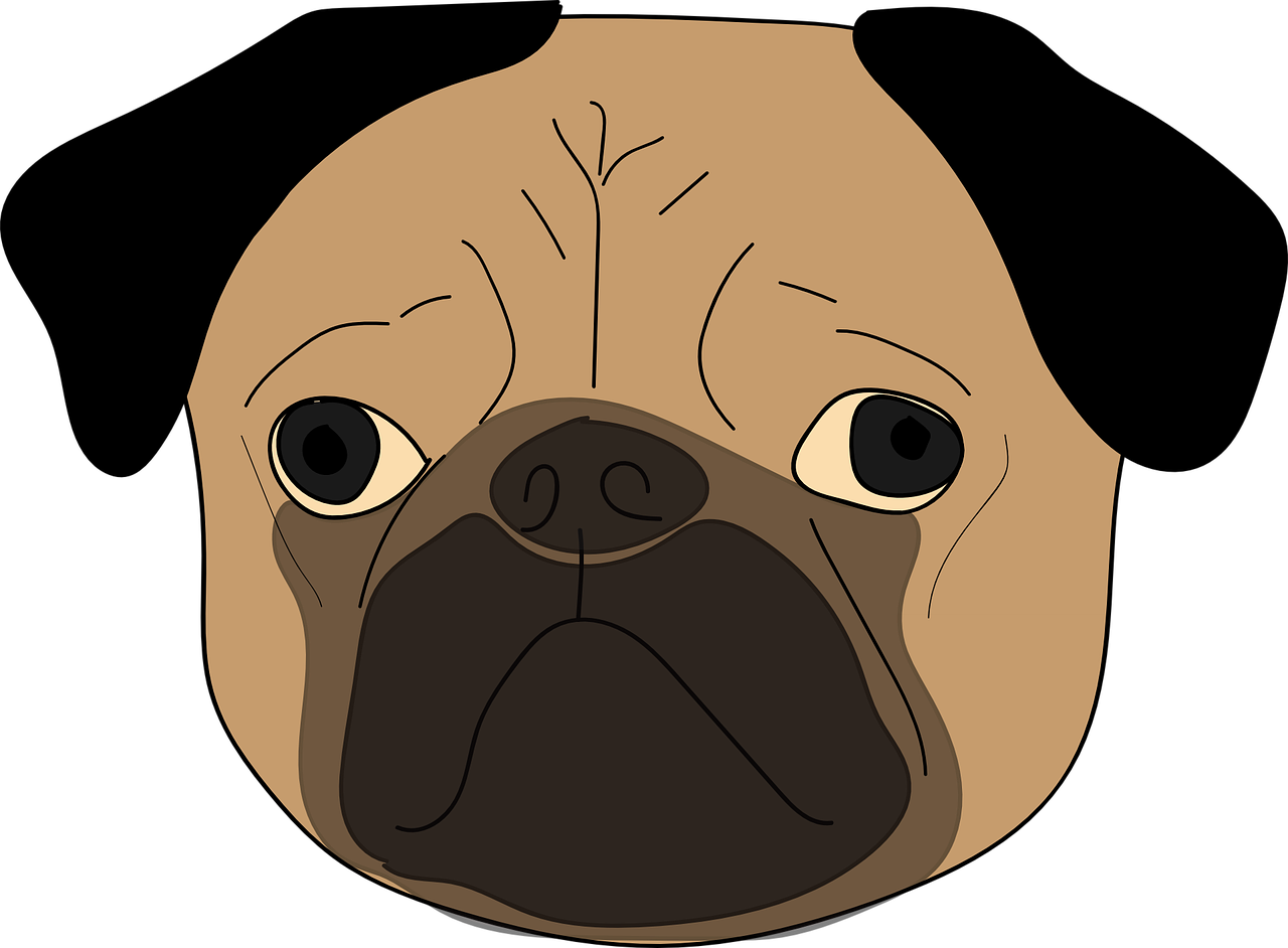 Cartoon Pug Face Illustration PNG