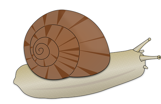 Cartoon Snail Illustration PNG