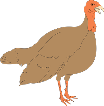 Cartoon Turkey Illustration PNG