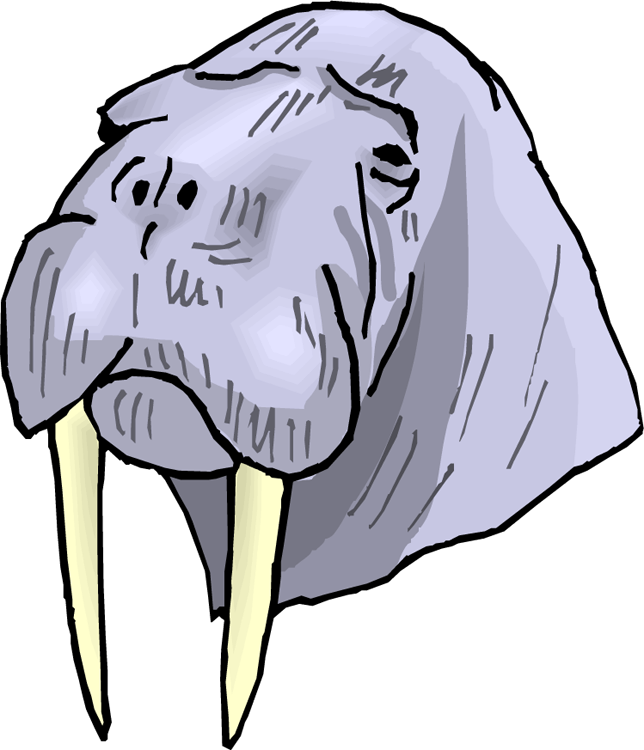 Cartoon Walrus Head Illustration PNG