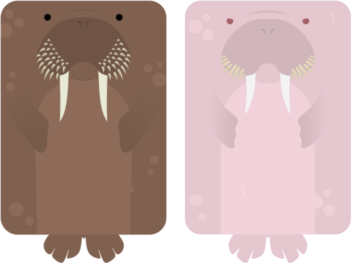 Cartoon Walrus Pair Illustration PNG