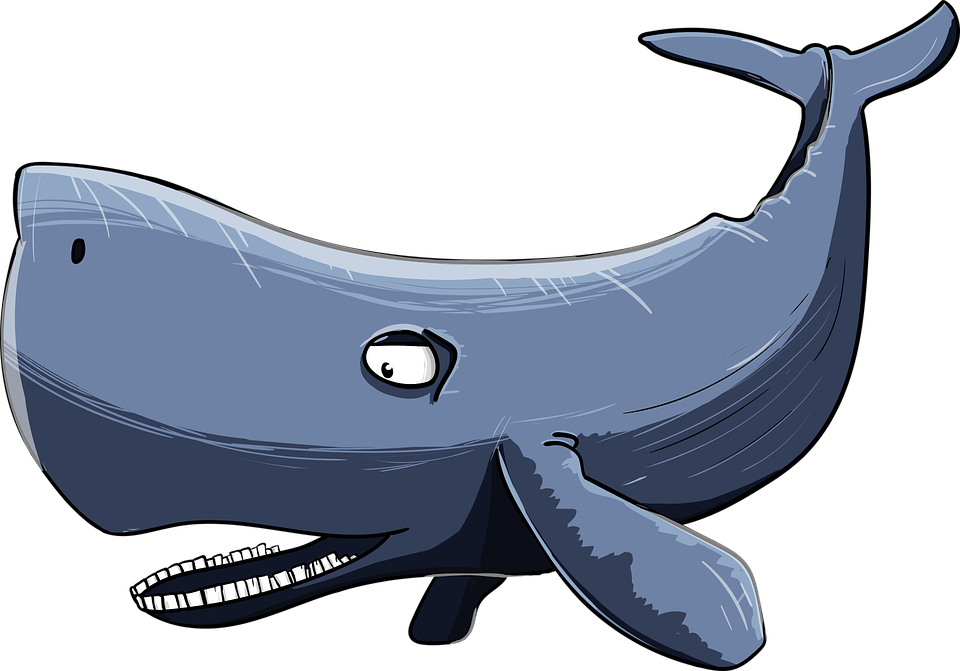 Cartoon Whale Illustration PNG