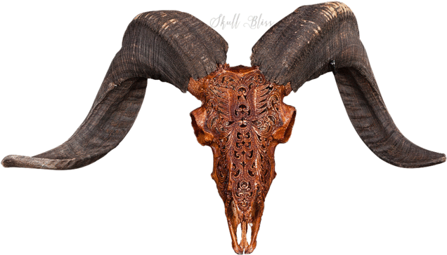 Carved Ram Skullwith Horns PNG