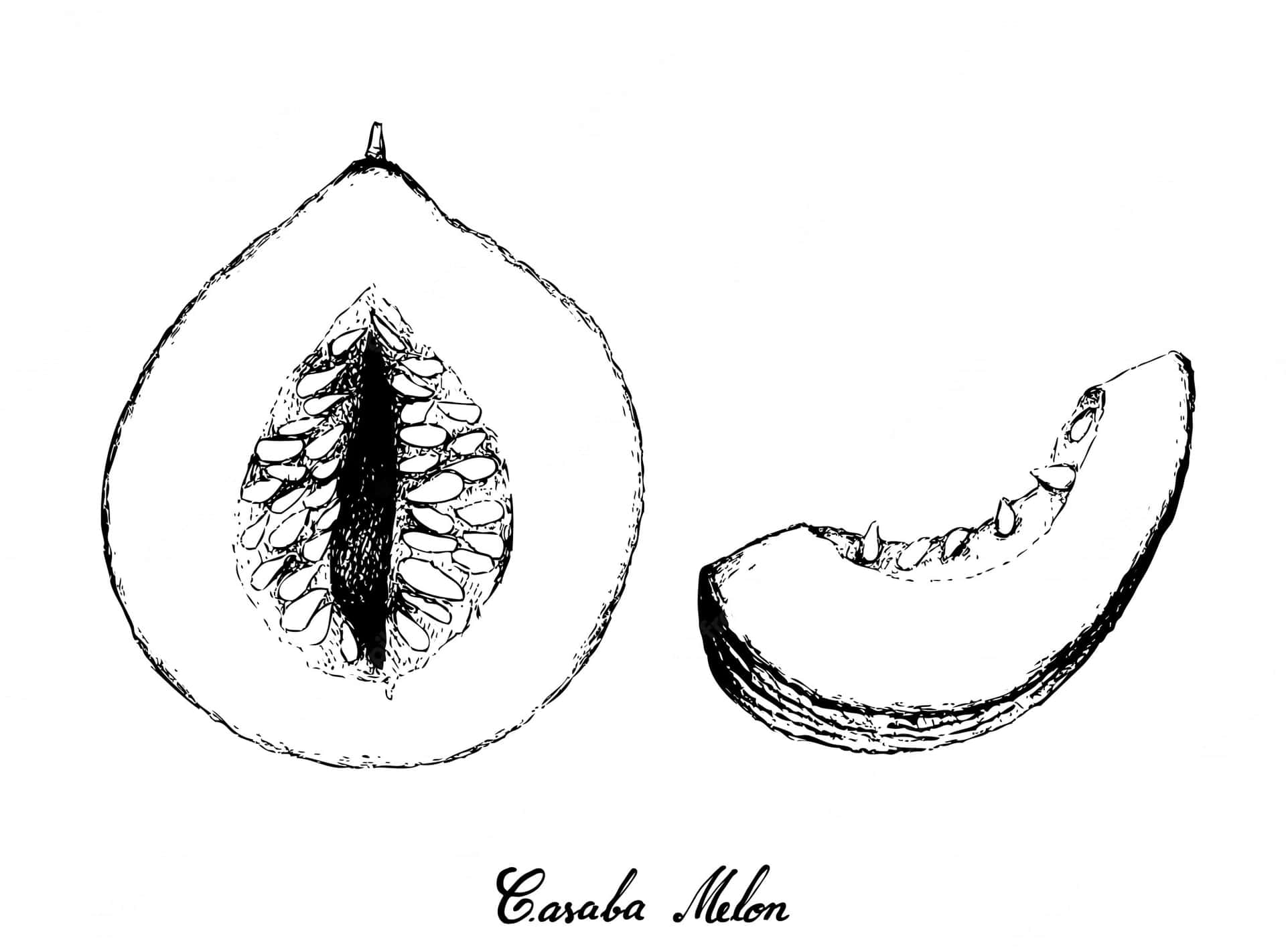 Digitalezeichnung Einer Casaba Melone-frucht Wallpaper