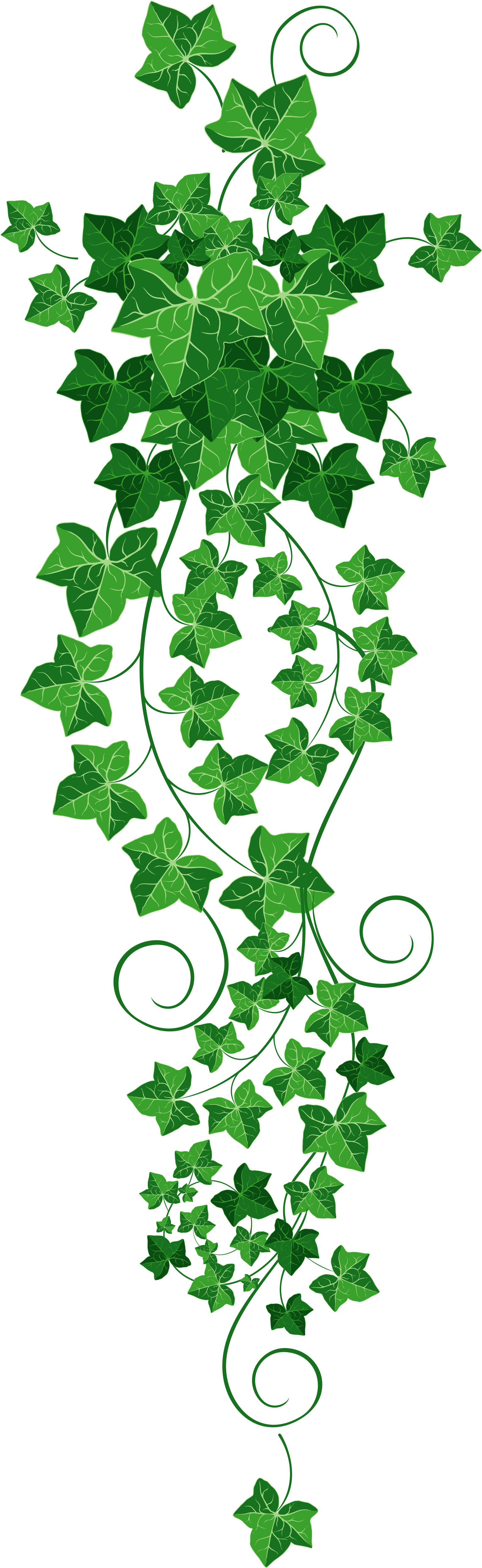Cascading Green Ivy Vines PNG