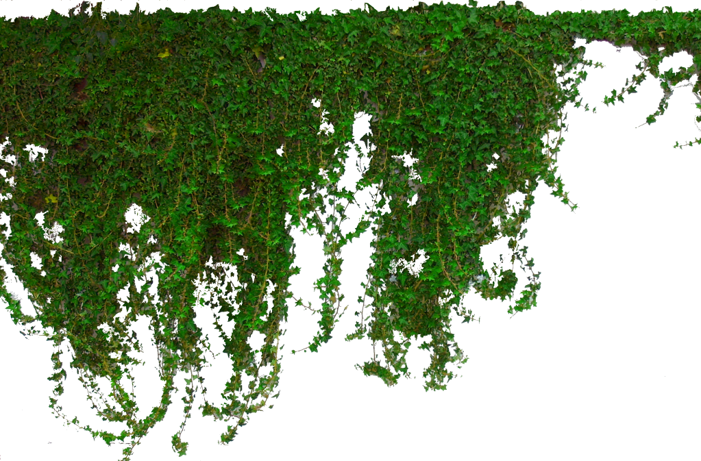 Cascading Green Ivy Wall PNG