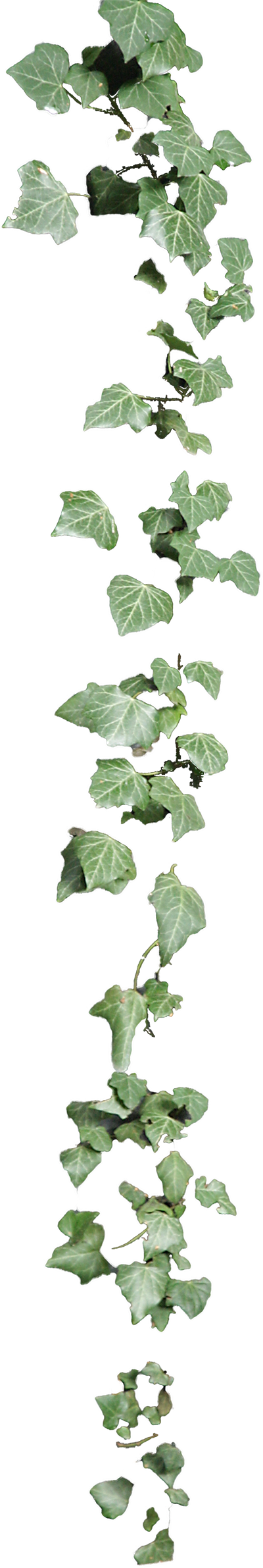 Cascading Ivy Leaves PNG
