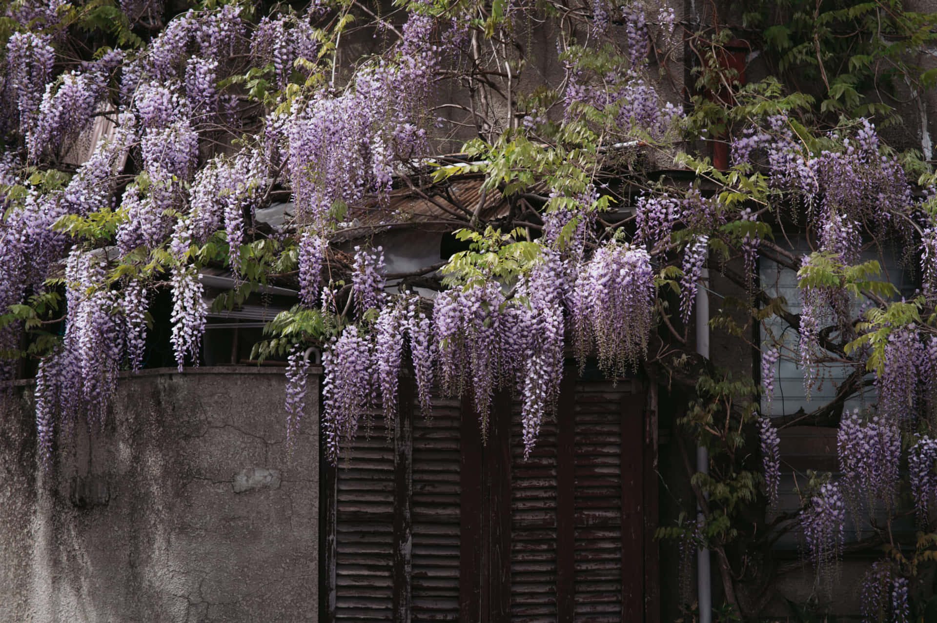 Cascading Wisteria Over Old Building.jpg Wallpaper