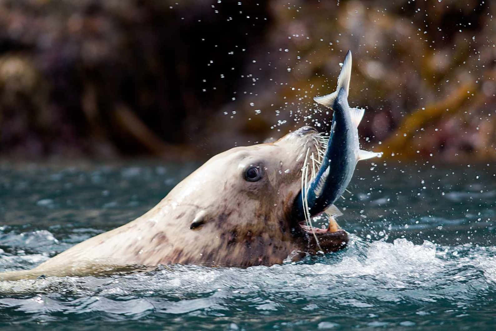 Caspian Seal Catching Fish Wallpaper