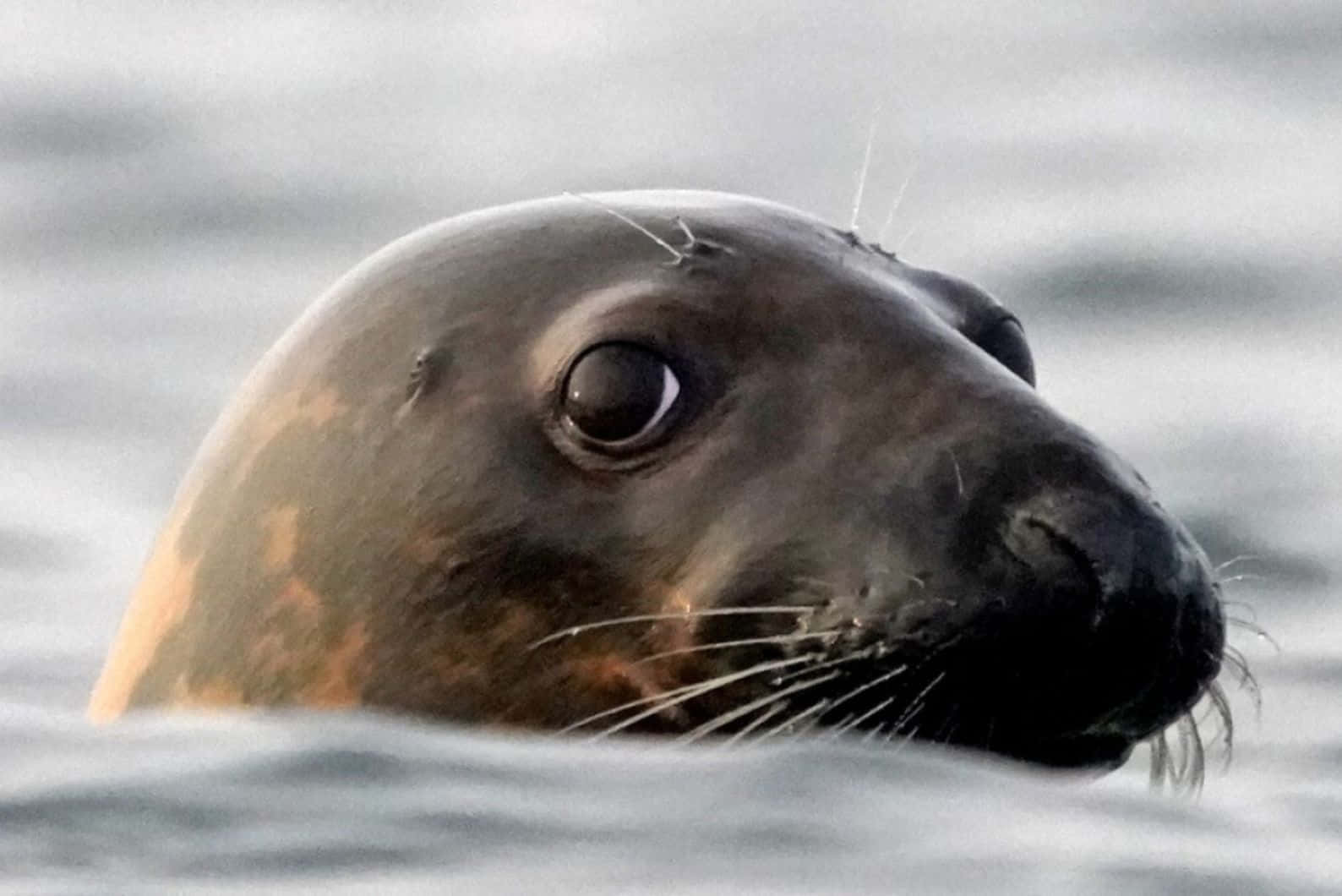 Caspian Seal Peeking Out Of Water Wallpaper