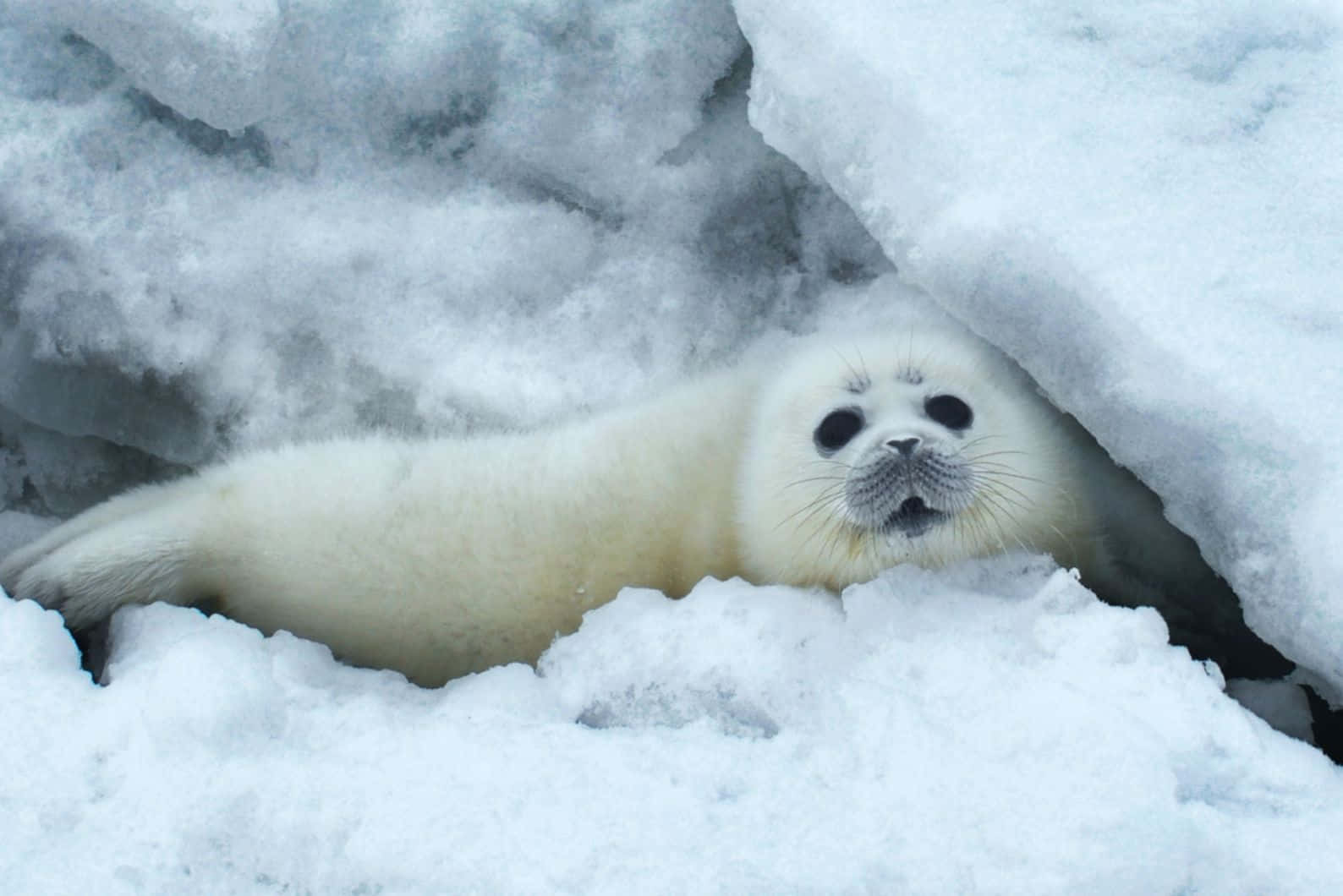 Caspian Seal Peeking Through Ice Wallpaper