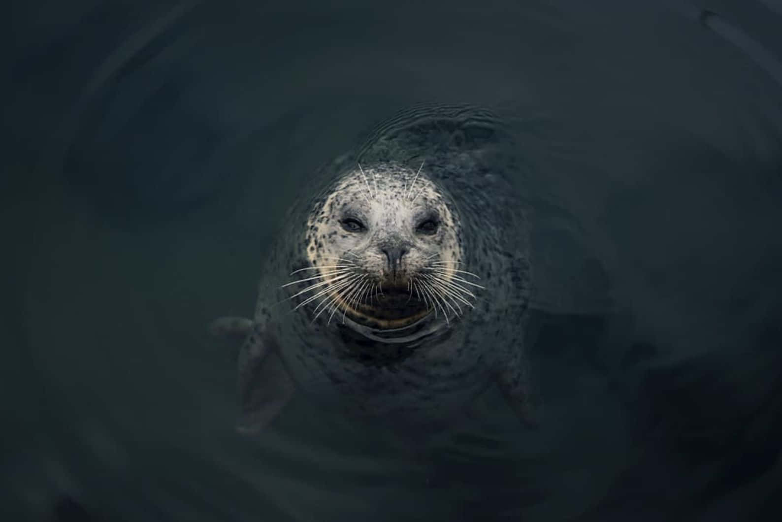 Caspian Seal Peering Through Water Wallpaper