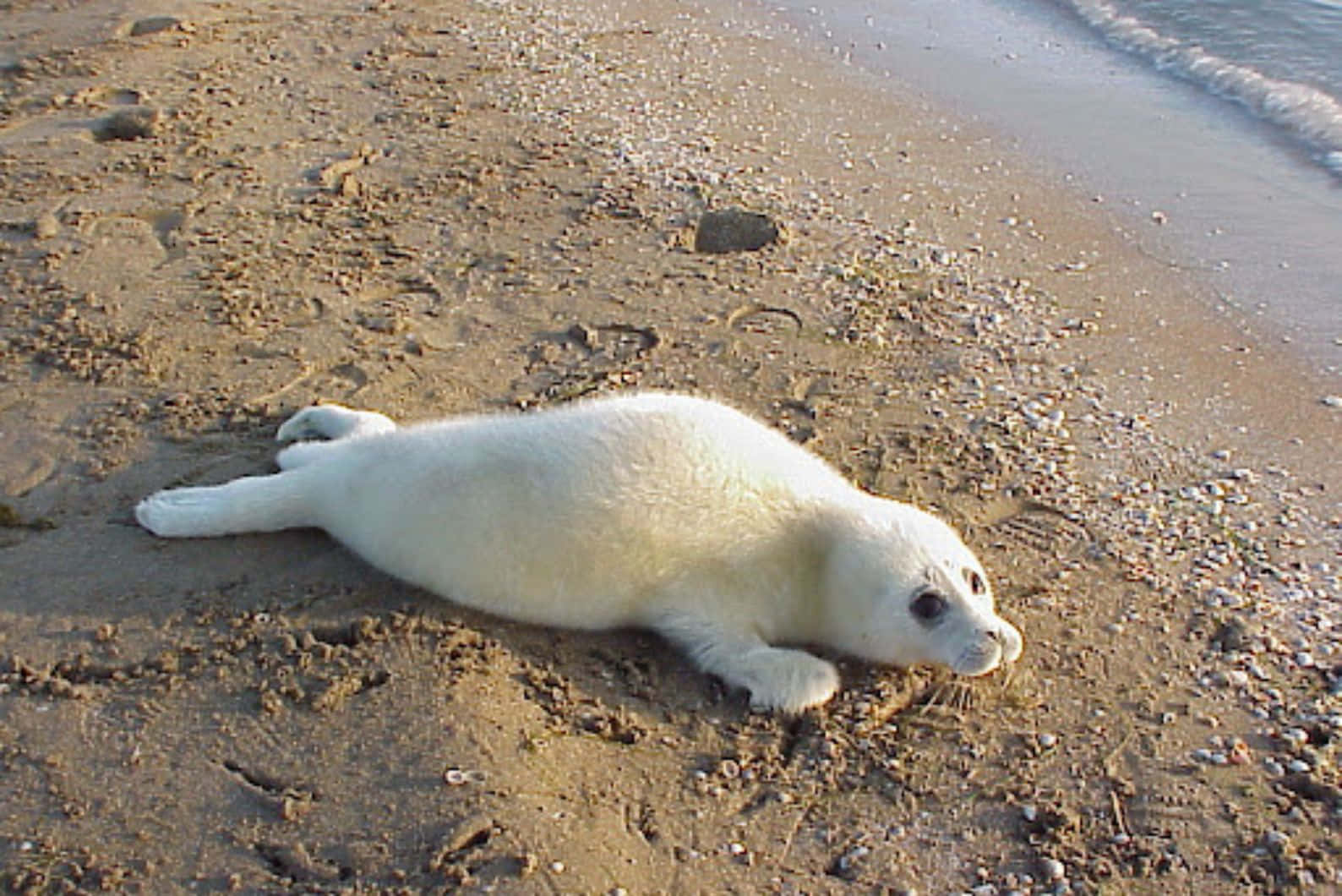 Caspian Seal Pup Restingon Shore.jpg Wallpaper