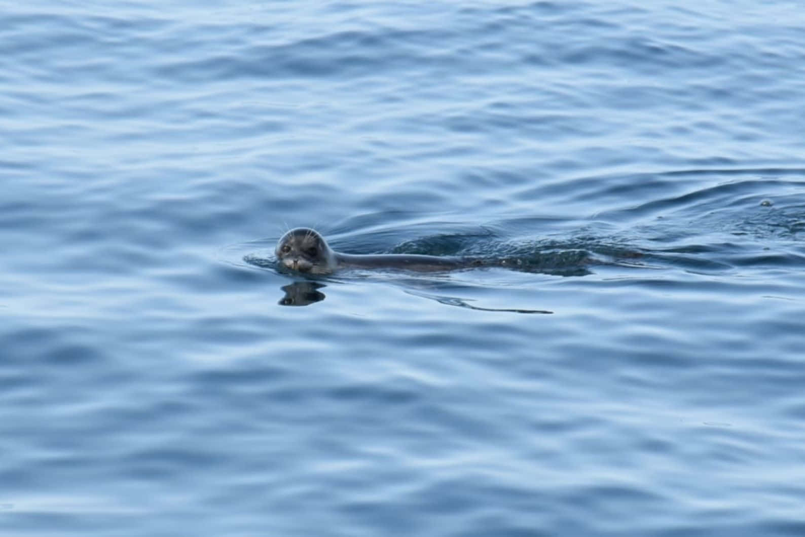 Caspian Seal Swimmingin Blue Waters Wallpaper