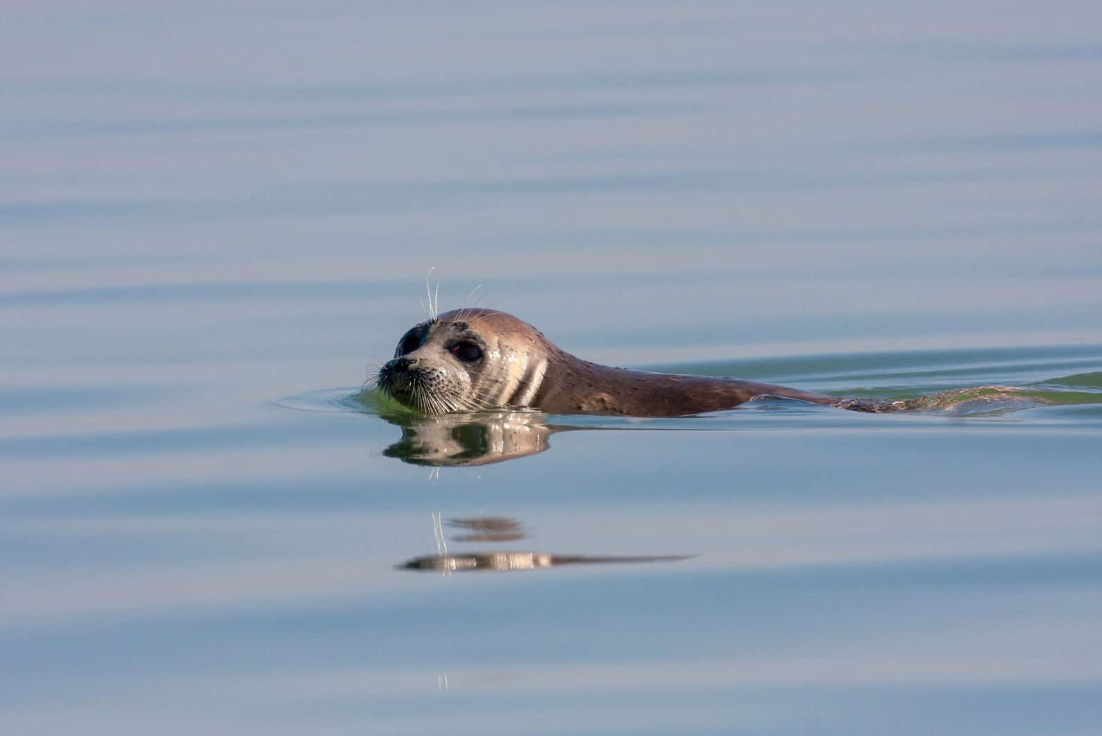 Caspian Seal Swimmingin Calm Waters Wallpaper
