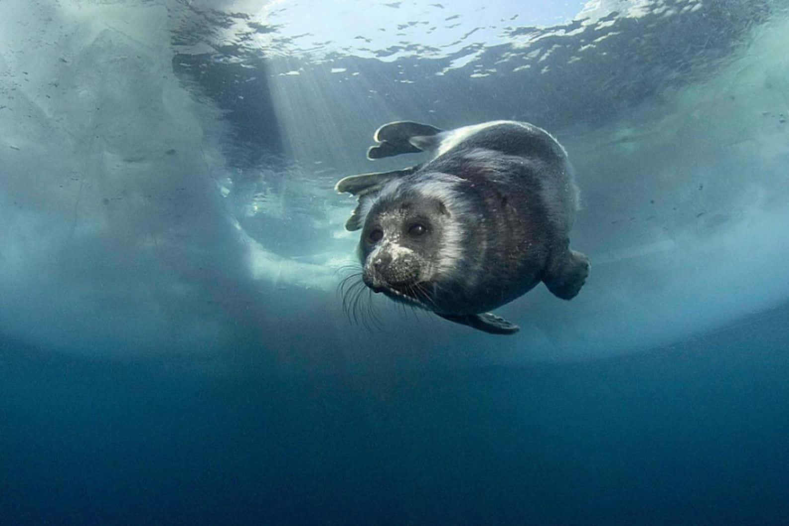 Caspian Seal Underwater Swim Wallpaper