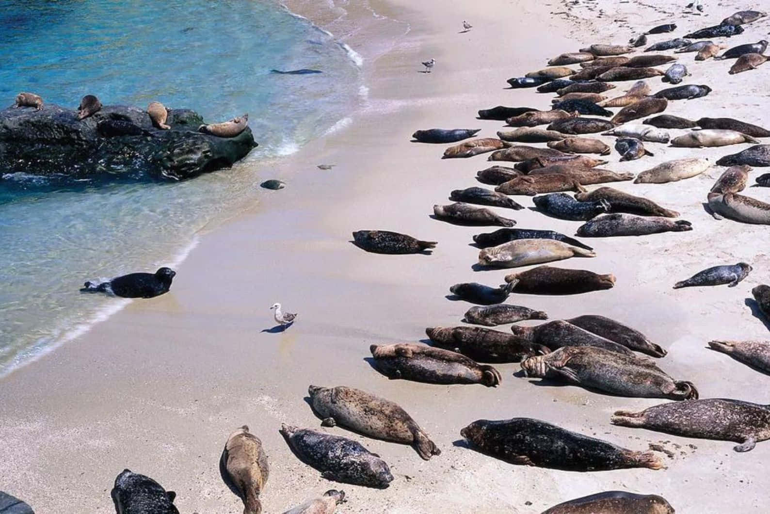 Caspian Seals Restingon Shoreline Wallpaper