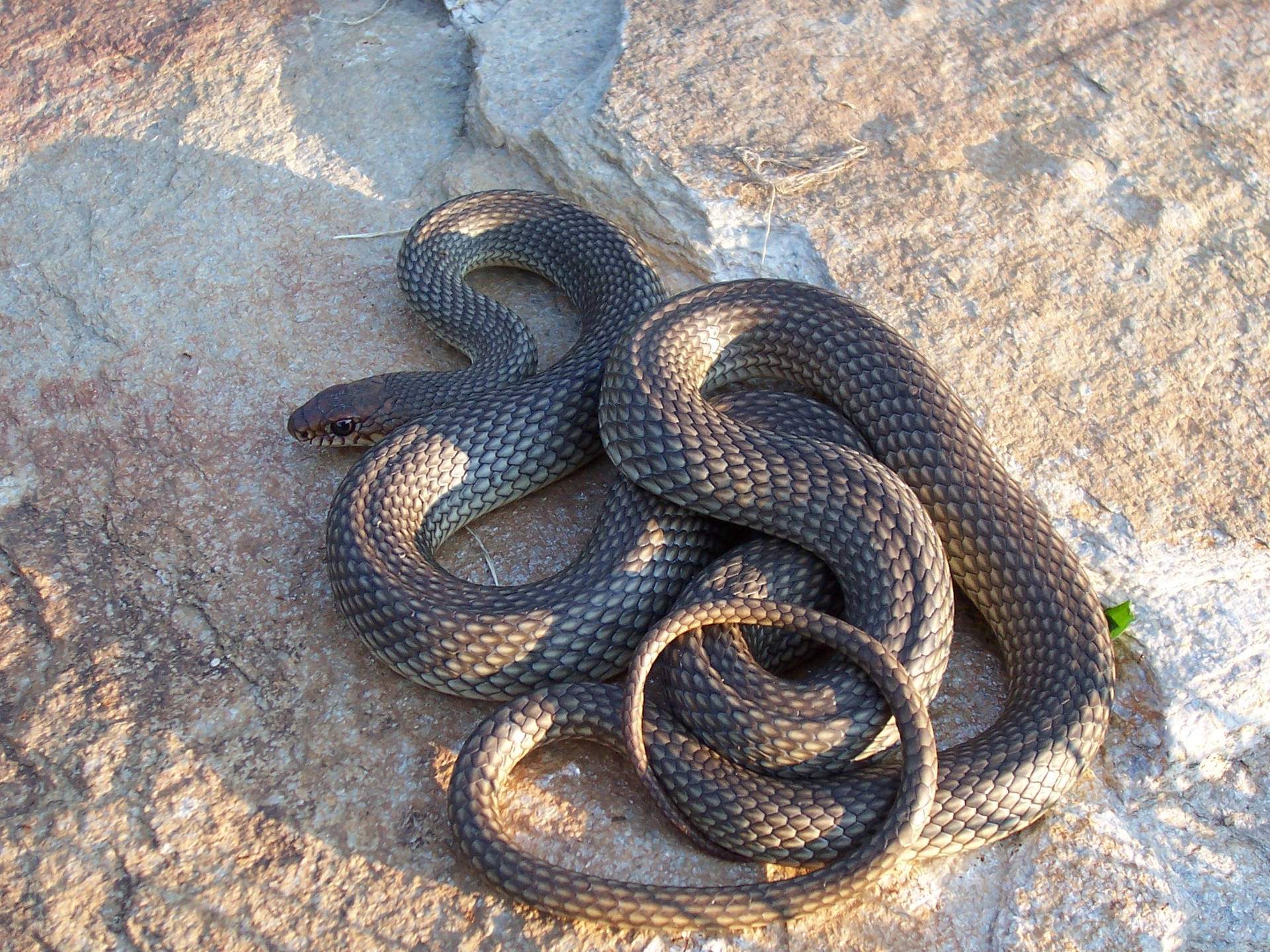 Caspian Whipsnake Coiled Nature Photography Wallpaper