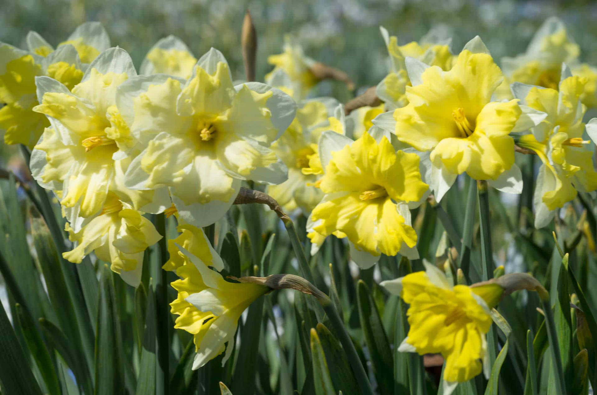 Cassata Narcissus Flowers Wallpaper