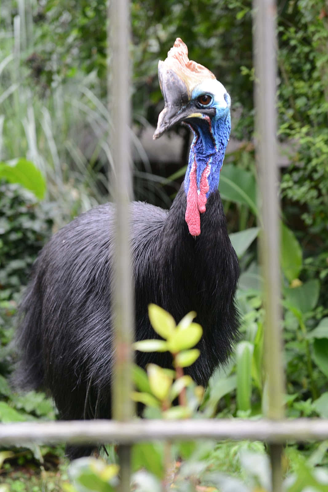 Cassowary Behind Bars.jpg Wallpaper