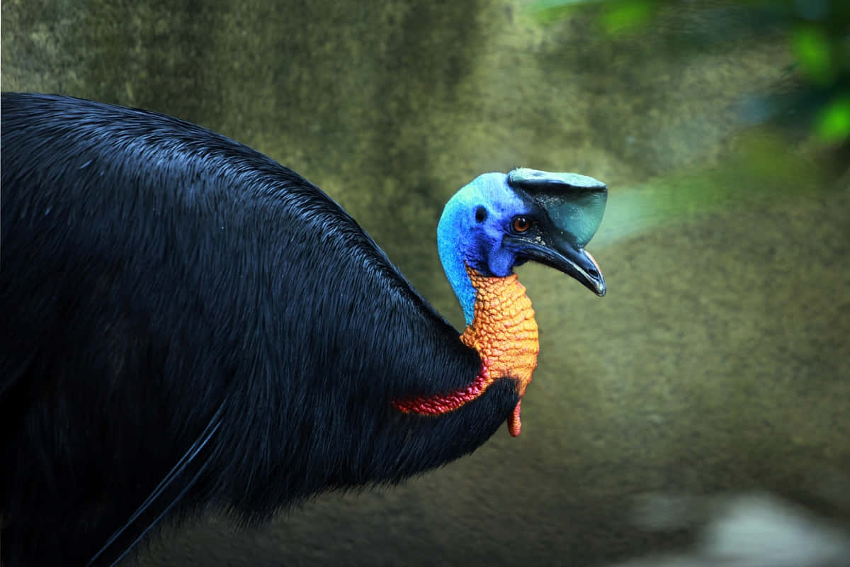 Cassowary Close Up Portrait Wallpaper