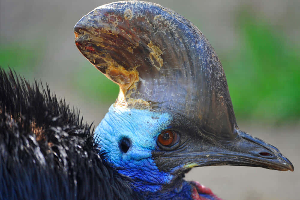 Cassowary Close Up Portrait.jpg Wallpaper