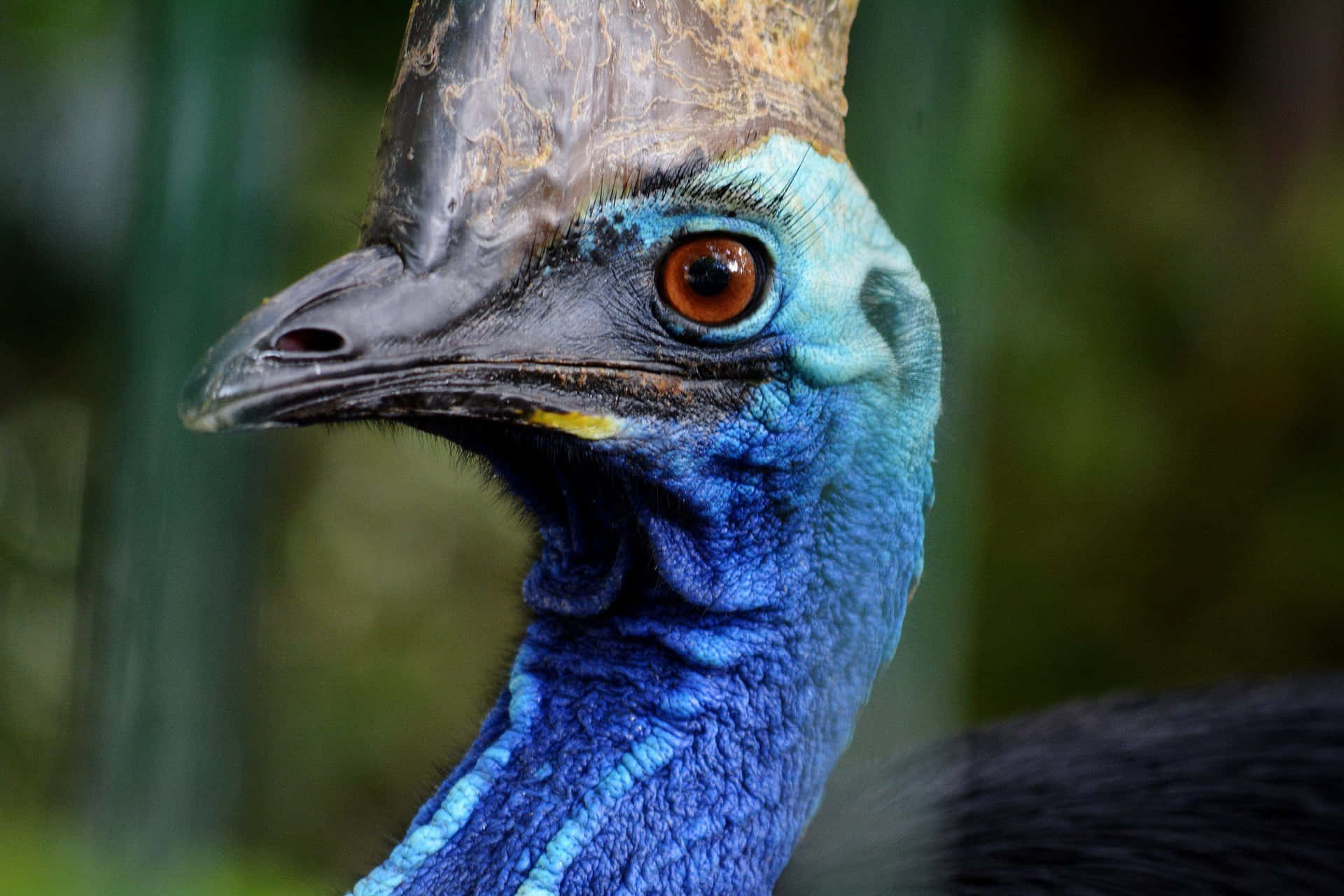 Cassowary Close Up Portrait Wallpaper