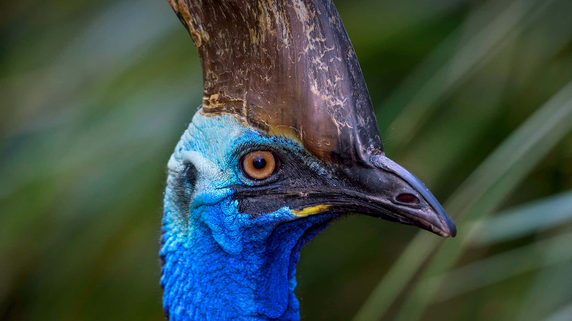 Cassowary Close Up Portrait Wallpaper