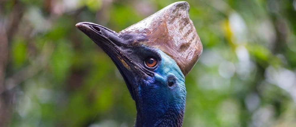 Cassowary Head Closeup.jpg Wallpaper