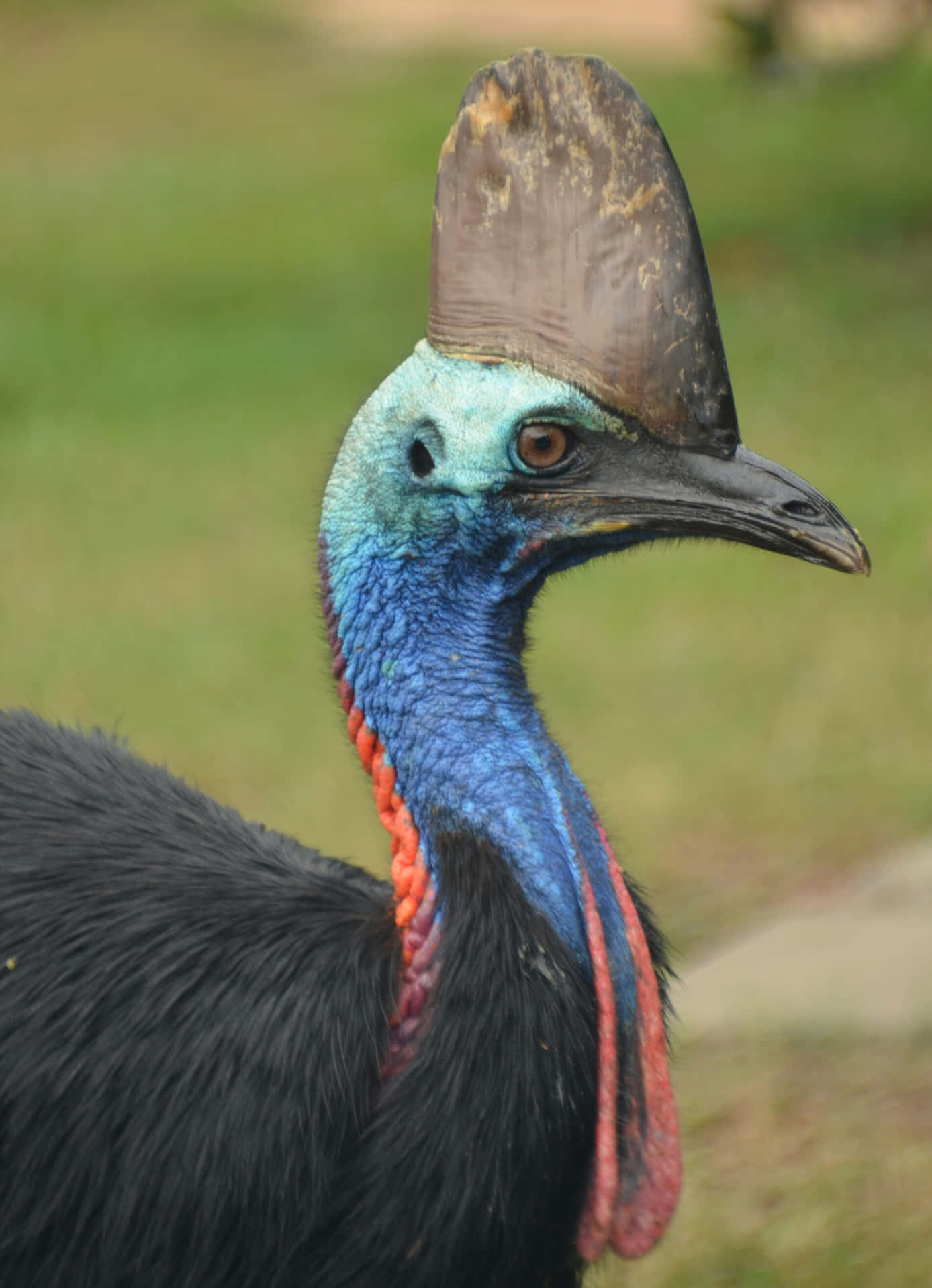 Cassowary Portrait Profile Wallpaper