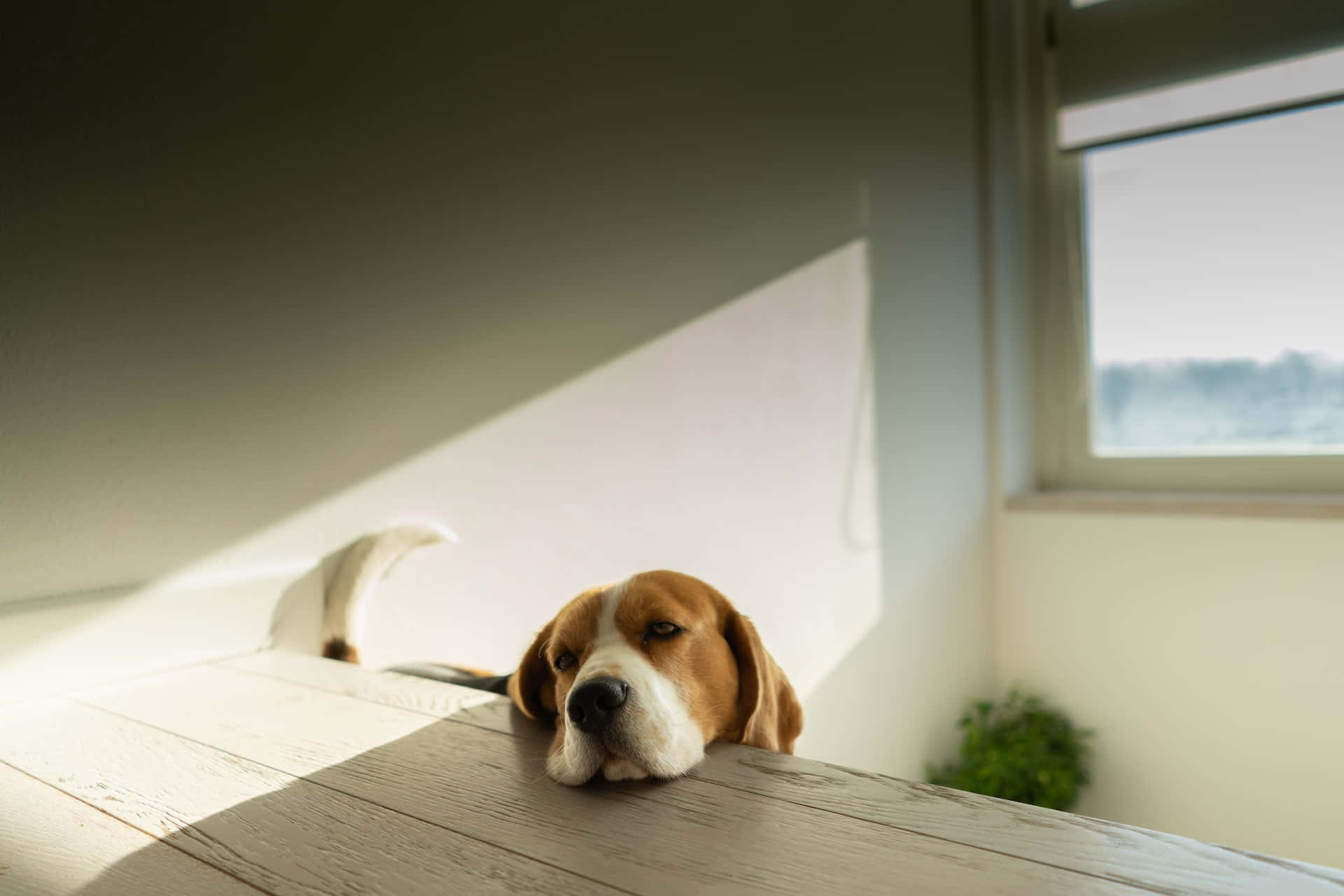 Casual Beagle Lounging Serenely Wallpaper