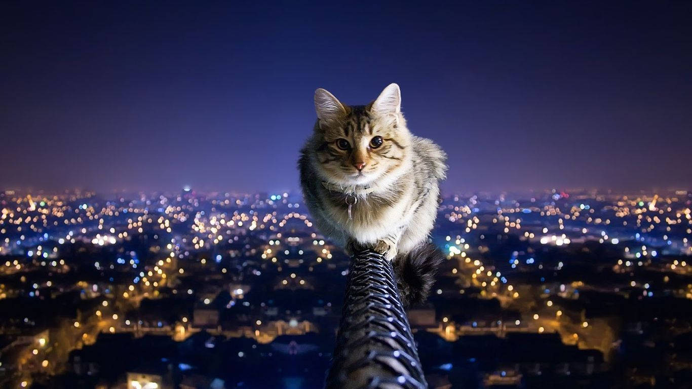 A Cat Gazing Out onto a Cityscape Wallpaper