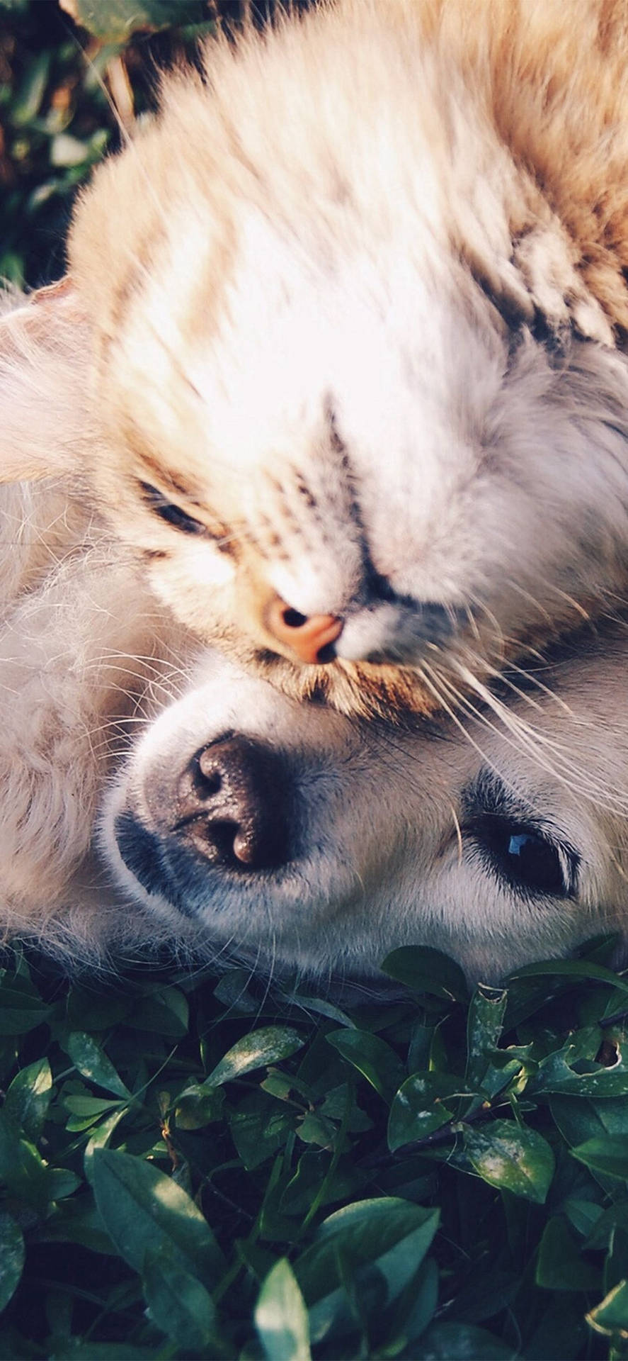 Kat og hund krammer Wallpaper