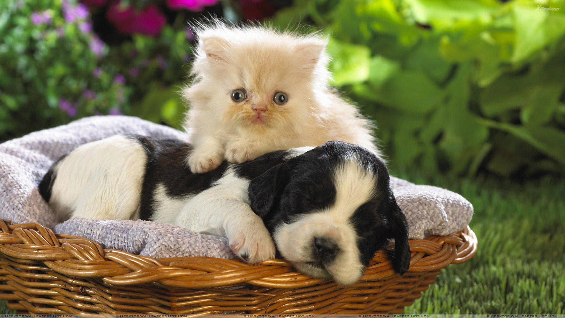 Cat And Dog In A Basket Wallpaper
