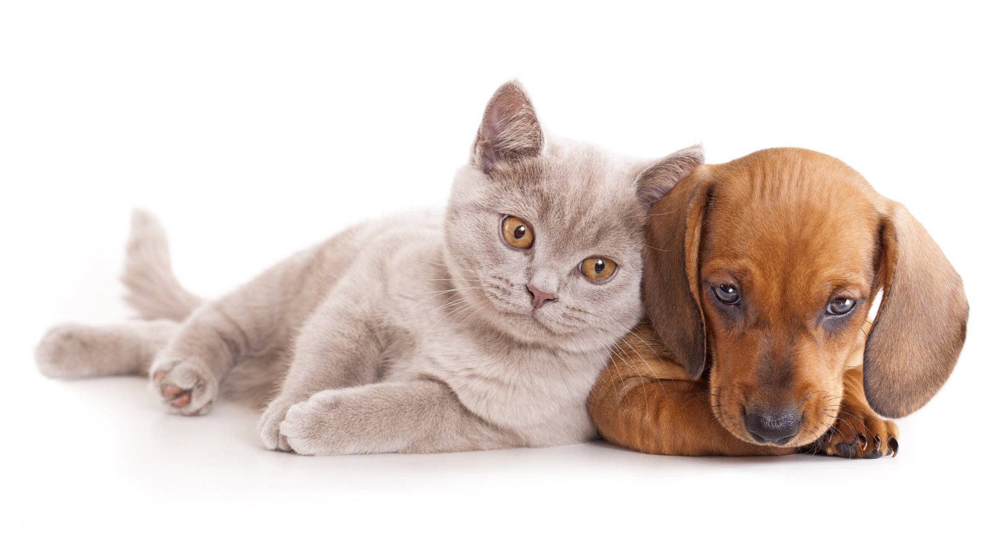 Cat And Dog Leaning Wallpaper