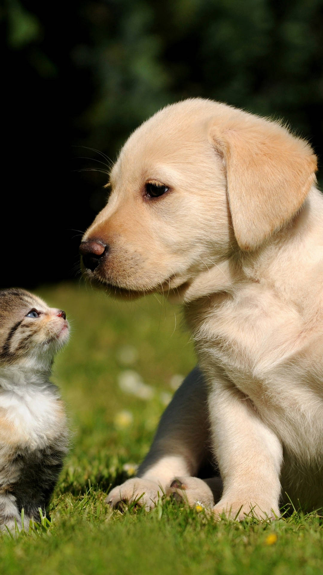 Cat And Dog Looking At Each Other Wallpaper