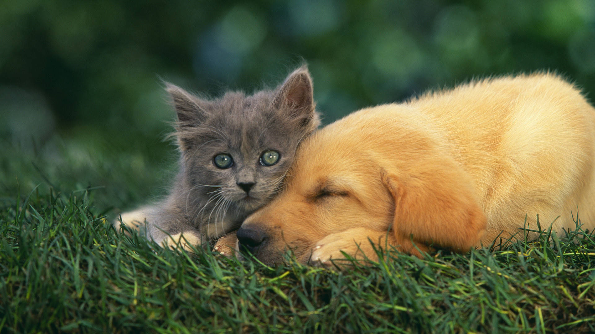 Kat og hund på græs tapet Wallpaper